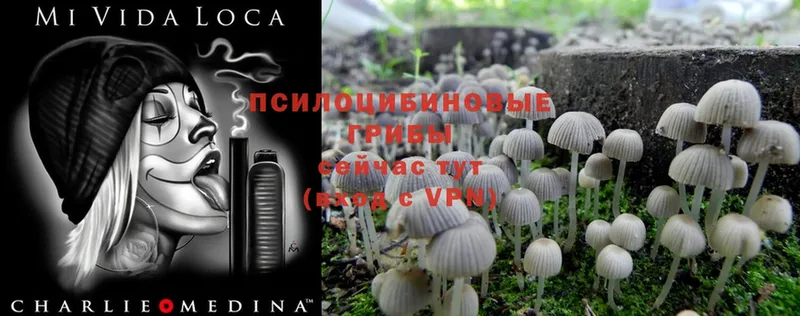 Псилоцибиновые грибы Magic Shrooms  закладки  Курганинск 